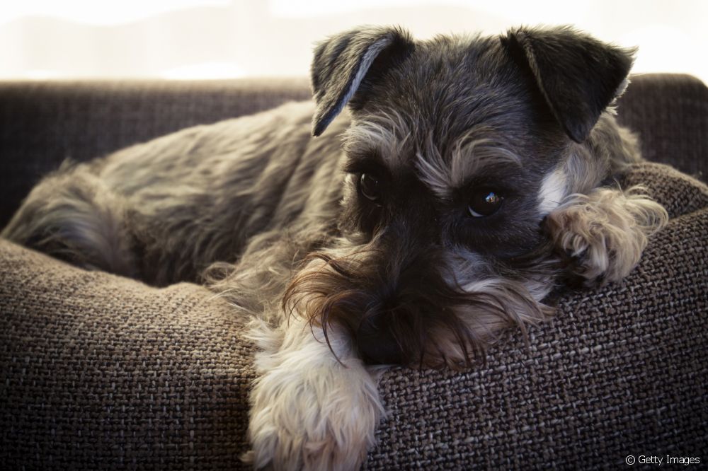  Σκύλοι με βρωμερά αέρια: μάθετε τι τα προκαλεί και τι να κάνετε!