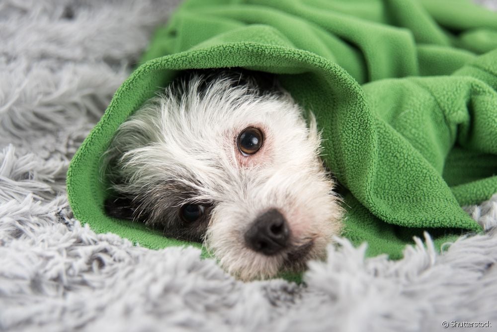  Canine ehrlichiosis: 10 katotohanan tungkol sa sakit na dulot ng mga ticks
