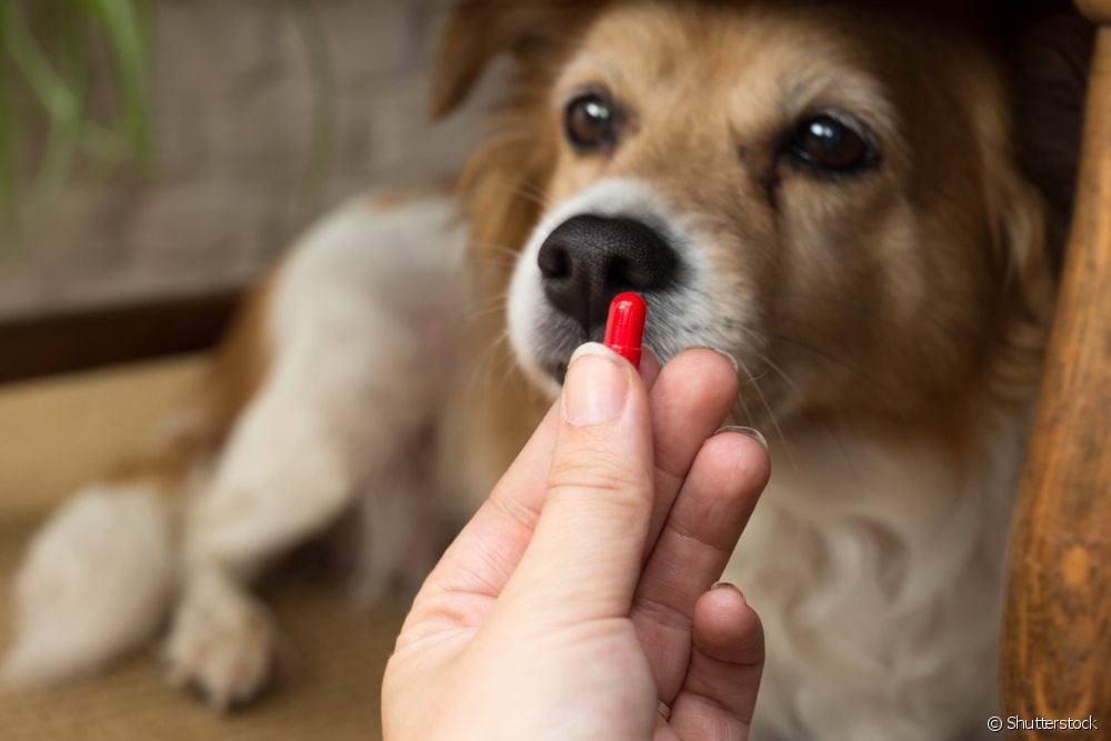  Infekcija urinarnog trakta kod pasa: koji su uzroci, znakovi, komplikacije i kako liječiti problem?