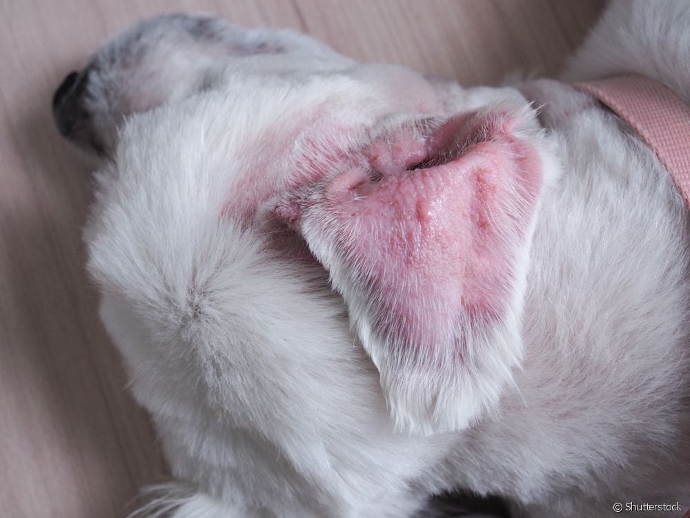  Otohematom hos hundar: vad är det för sjukdom som gör att hundens öra svullnar?