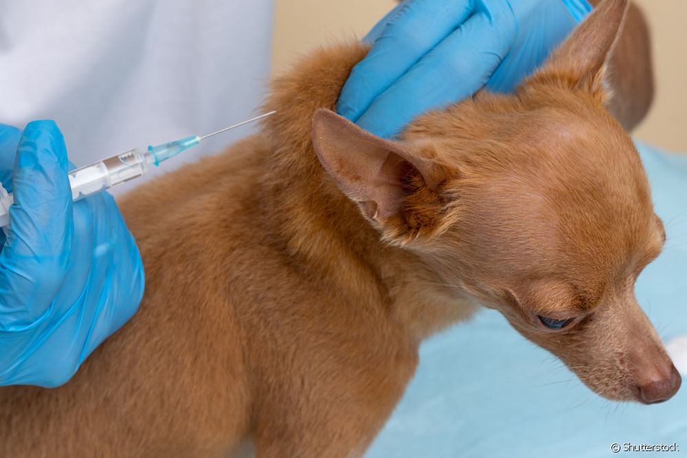  Canine giardia: vắc-xin phòng bệnh hoạt động như thế nào?
