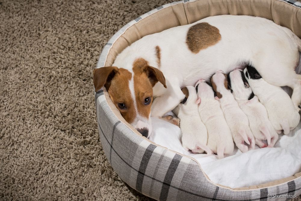  Cane che allatta: il veterinario spiega le cure essenziali in questa fase
