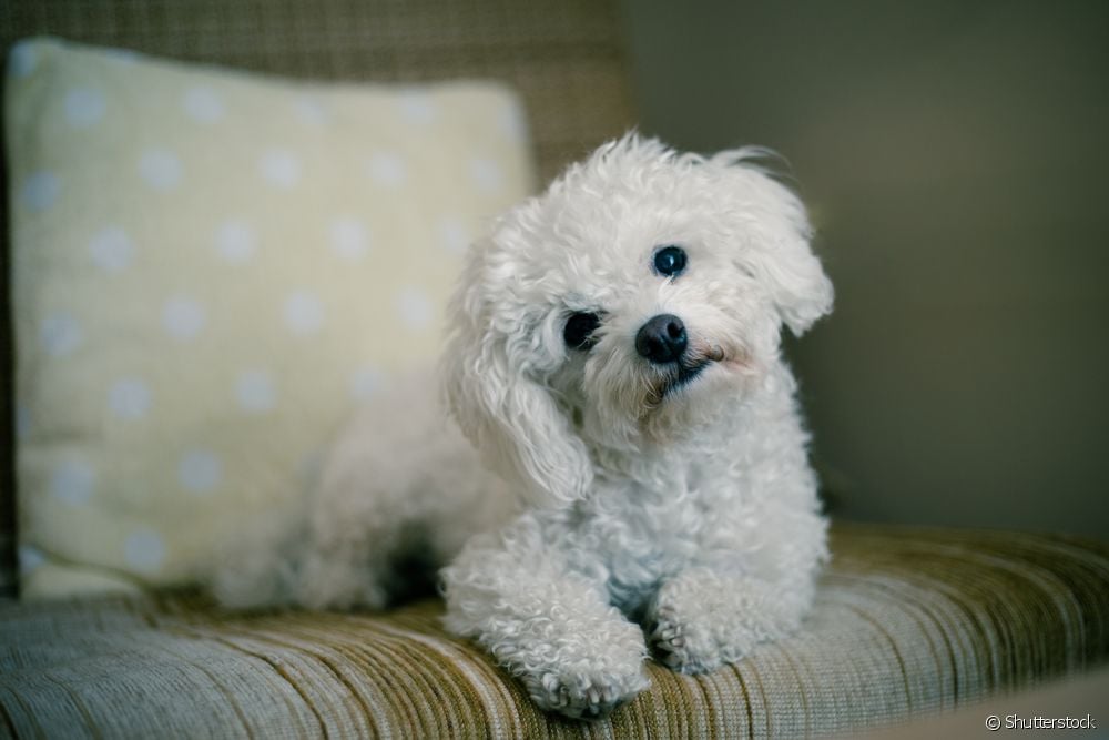  Canine vestibulært syndrom: nevrolog veterinær forklarer alt om problemet som påvirker hunder