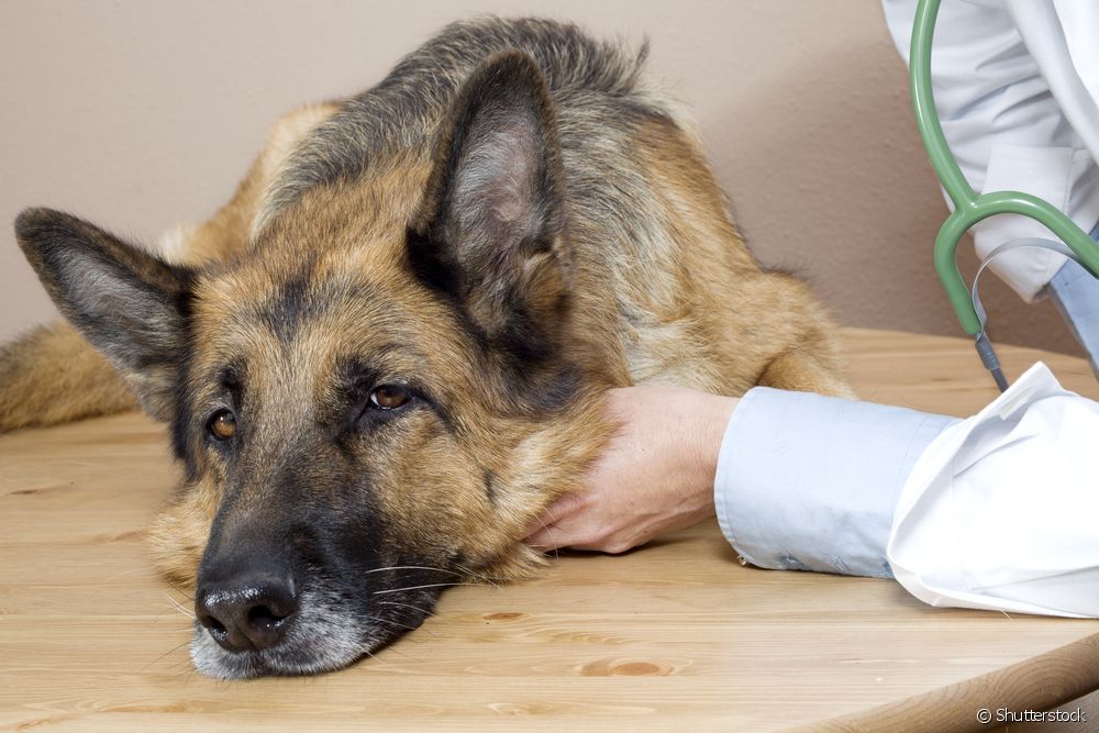  कुत्तों के लिए सूजनरोधी: किन मामलों में दवा का संकेत दिया जाता है?