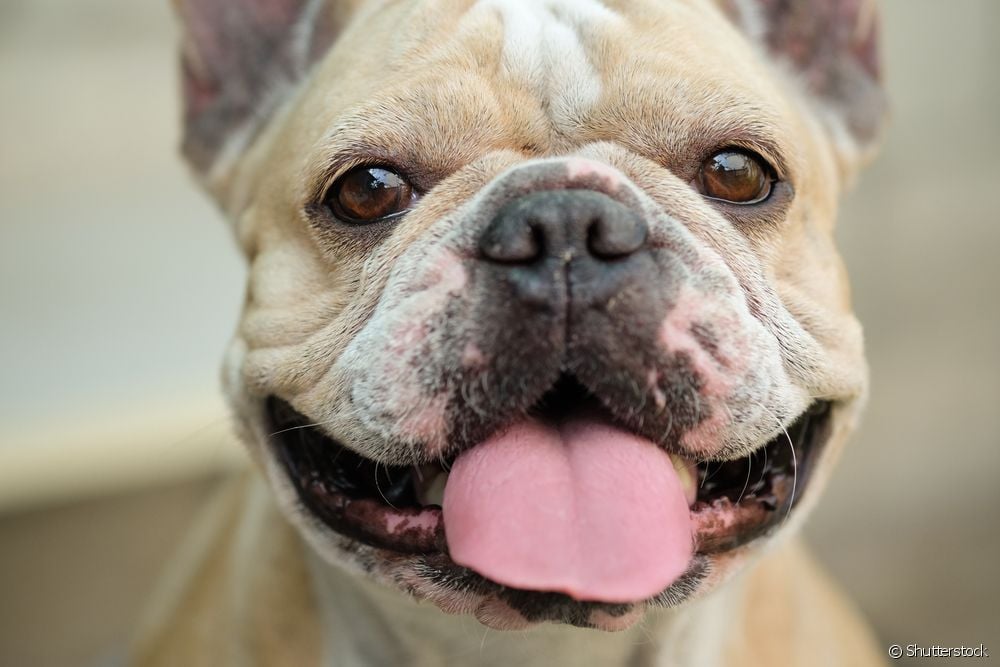  Pormaskar hos hundar: lär dig allt om akne hos hundar