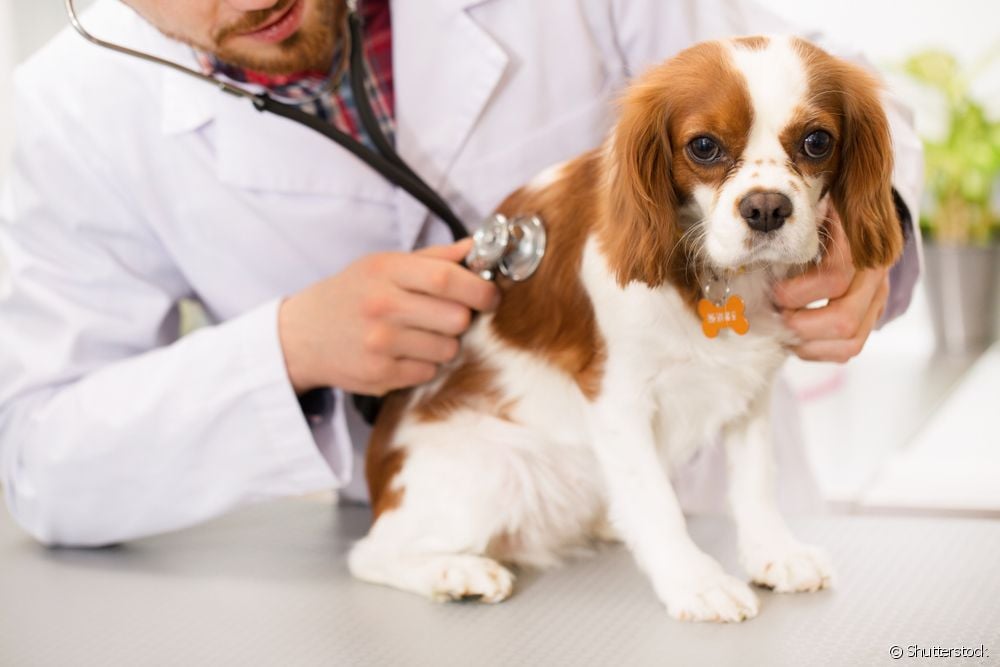  Научиться распознавать симптомы отравления собаки
