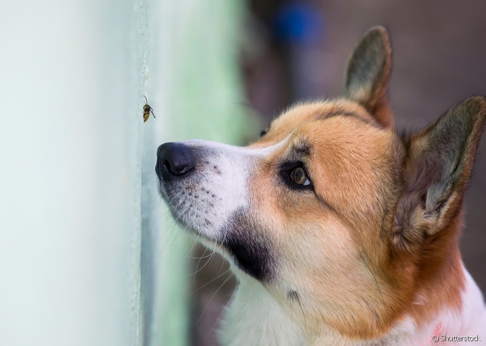  لسع الكلب من قبل النحل: طبيب بيطري يعطي نصائح حول ما يجب القيام به على الفور