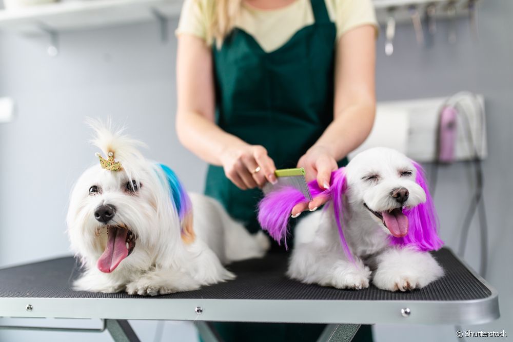  É malo usar tintura para o pelo de can? Un dermatólogo veterinario explica os riscos e coidados!