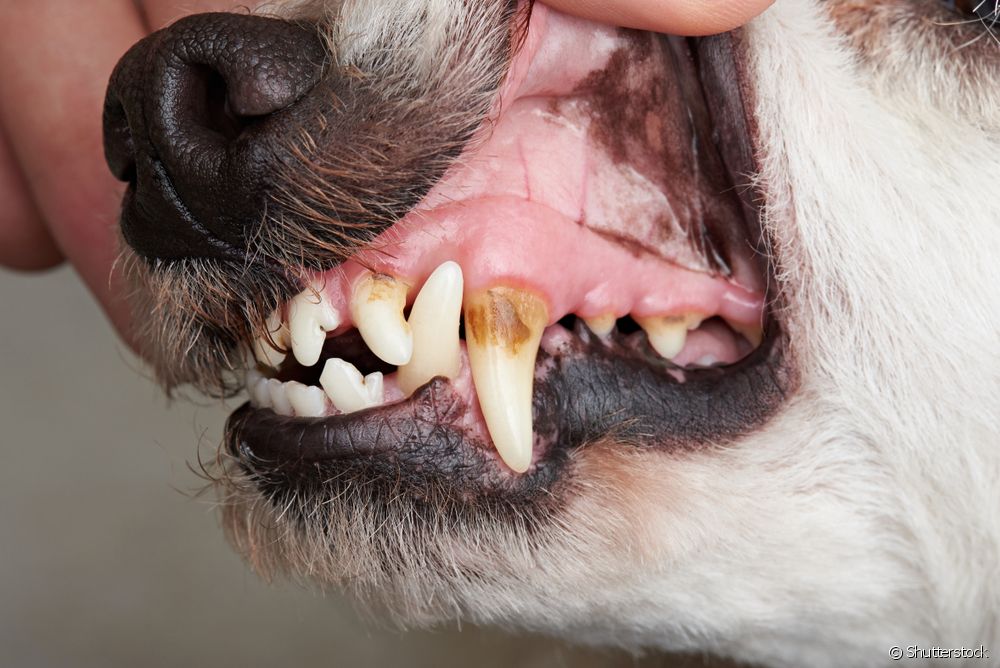  Làm thế nào để loại bỏ cao răng từ một con chó?