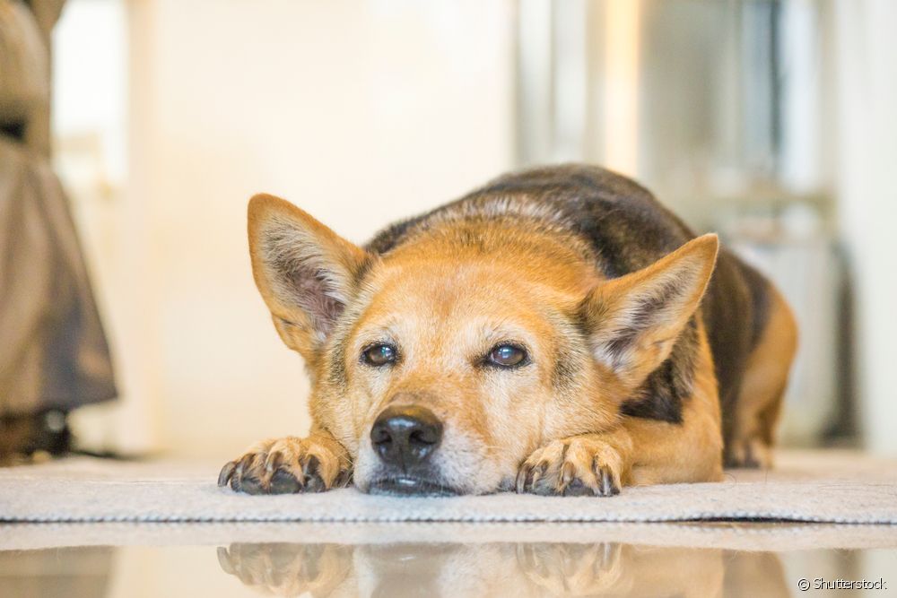  Žučni mulj kod pasa: što je to, kako se razvija i koji je tretman