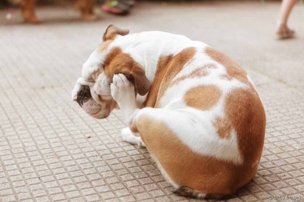  Πιτυρίδα στους σκύλους: κτηνίατρος δερματολόγος εξηγεί τι είναι, τις αιτίες του προβλήματος και πώς να το φροντίσετε