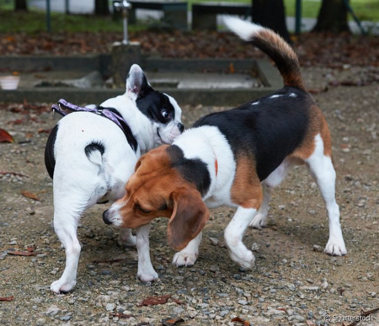  СПБ кај кучињата: зараза, третман и превенција
