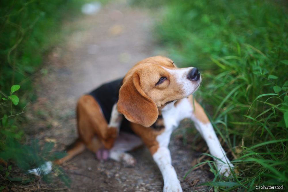  В кои случаи е показан антиалергичен препарат за кучета?