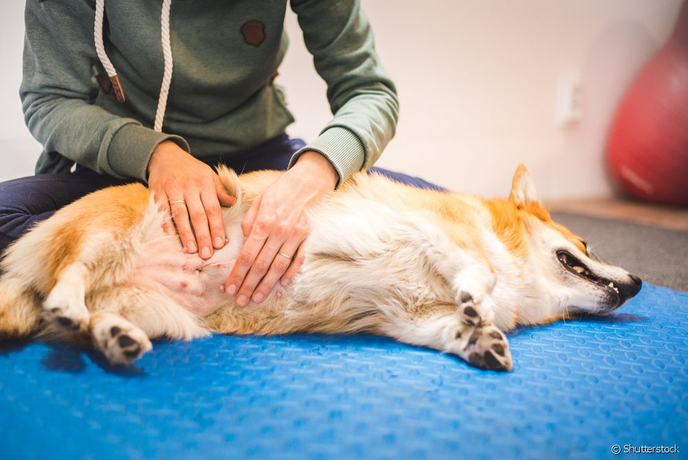  Pusar anjing: dokter hewan ngungkabkeun ciri burut umbilik di anjing