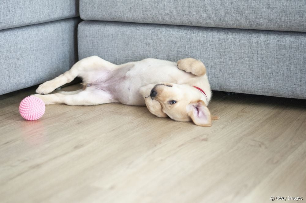  犬がお尻を床に引きずっている：どのような健康問題が考えられるか？