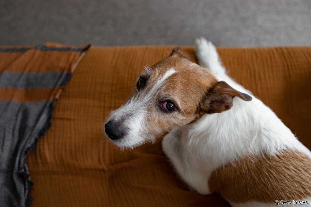  Punase silmaga koer: 5 probleemi põhjust
