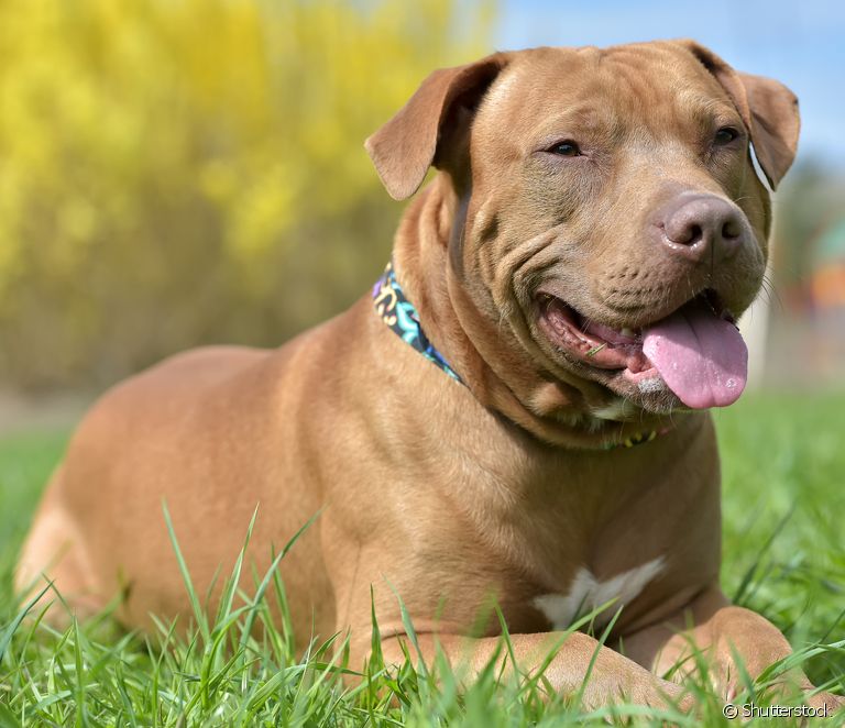  Конхектомия: запознайте се с опасностите от отрязването на ухото на кучето