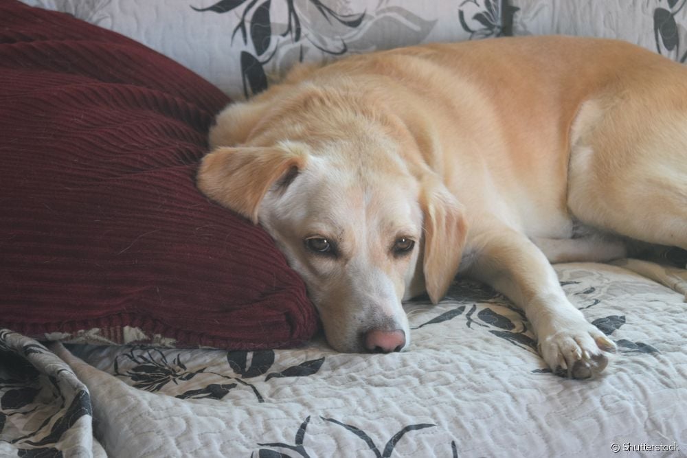  Αίμα στα κόπρανα του σκύλου: όλα για το σύμπτωμα και ποιες ασθένειες μπορεί να υποδεικνύει