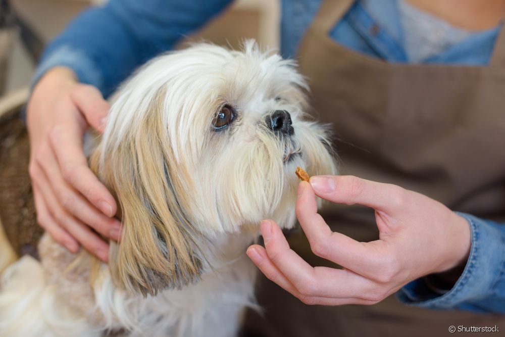  Дали кучето со бубрежна инсуфициенција чувствува болка?