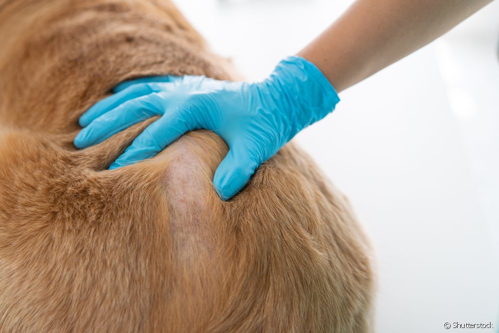  Alopeci hos hundar: orsaker, behandling och mer om håravfall hos hundar
