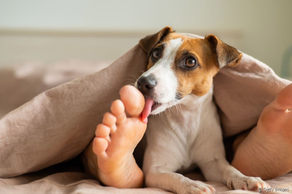  Anjing licking tatu: naon ngécéskeun kabiasaan jeung kumaha carana nyingkahan eta?