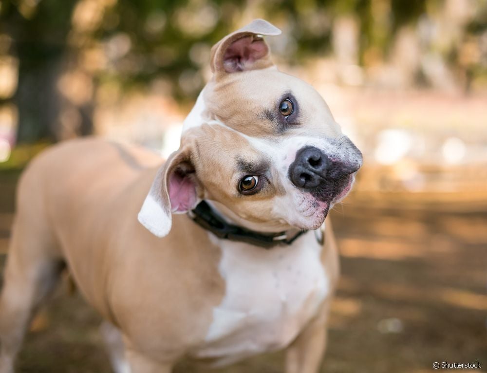 Лабиринтитис код паса: ветеринар објашњава како се болест манифестује