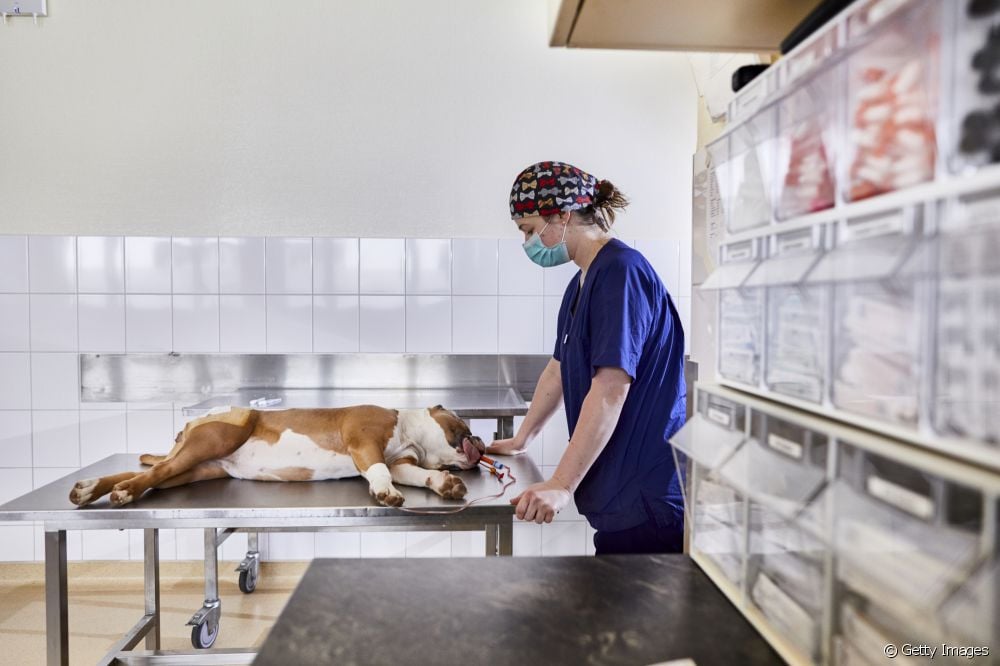  Anestesia para cans: cales son os riscos e efectos? Inxectable ou inhalada?
