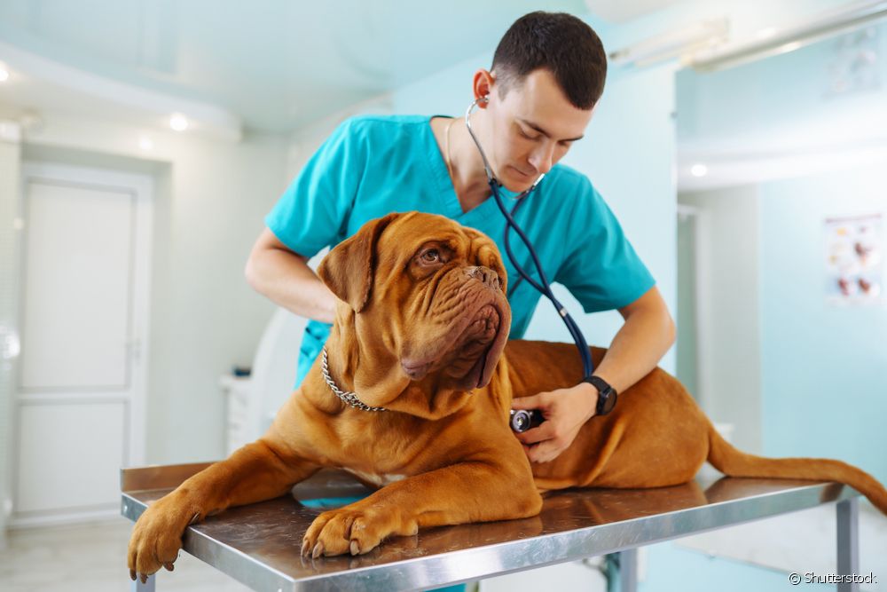  How long does a heart dog live? Veterinarian answers this and other questions about heart problems