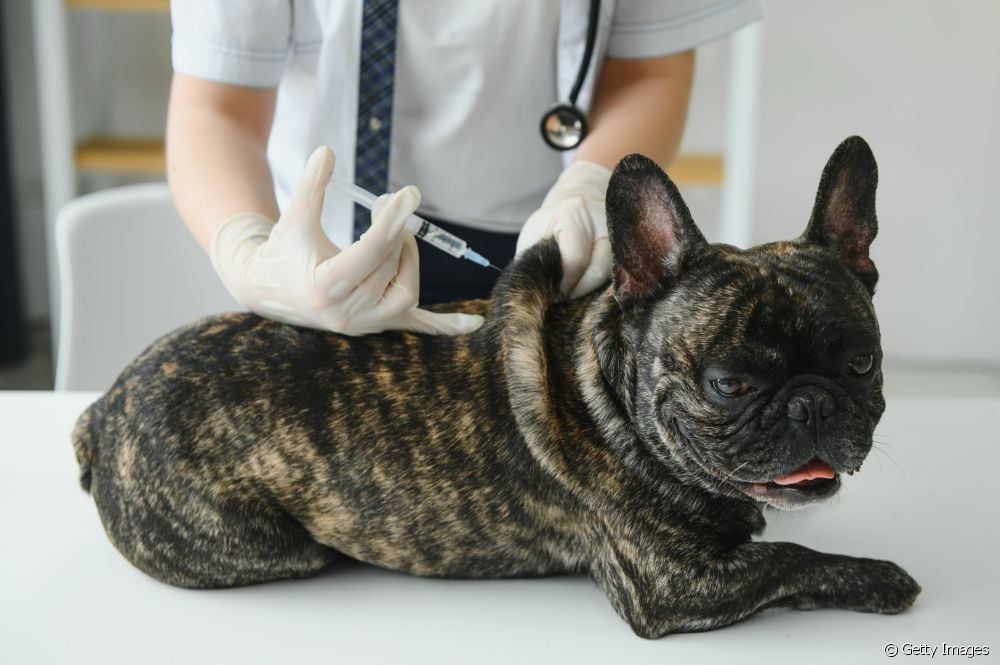  Μπορεί ένας σκύλος που έχει πάθει λοιμώδη πυρετό να κολλήσει ξανά;