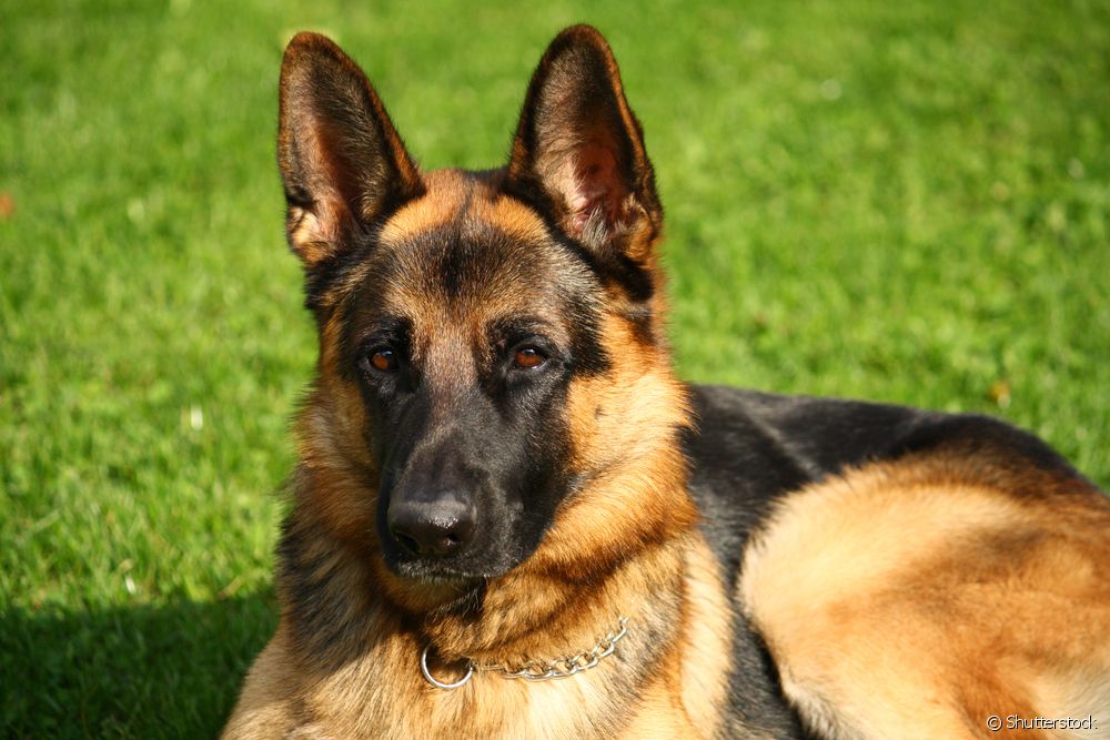  Canine lupus: โรค autoimmune ในสุนัขพัฒนาอย่างไรและสายพันธุ์ใดได้รับผลกระทบมากที่สุด?