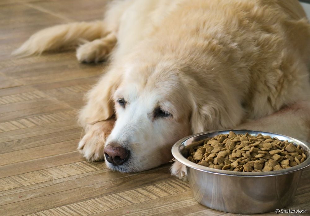  Vitamiini koirille: milloin sitä käytetään?