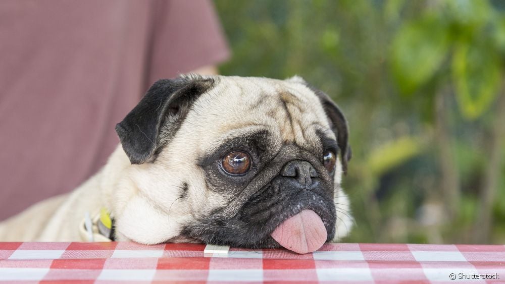  Pas s isplaženim jezikom: što brzina disanja šteneta otkriva o njemu?