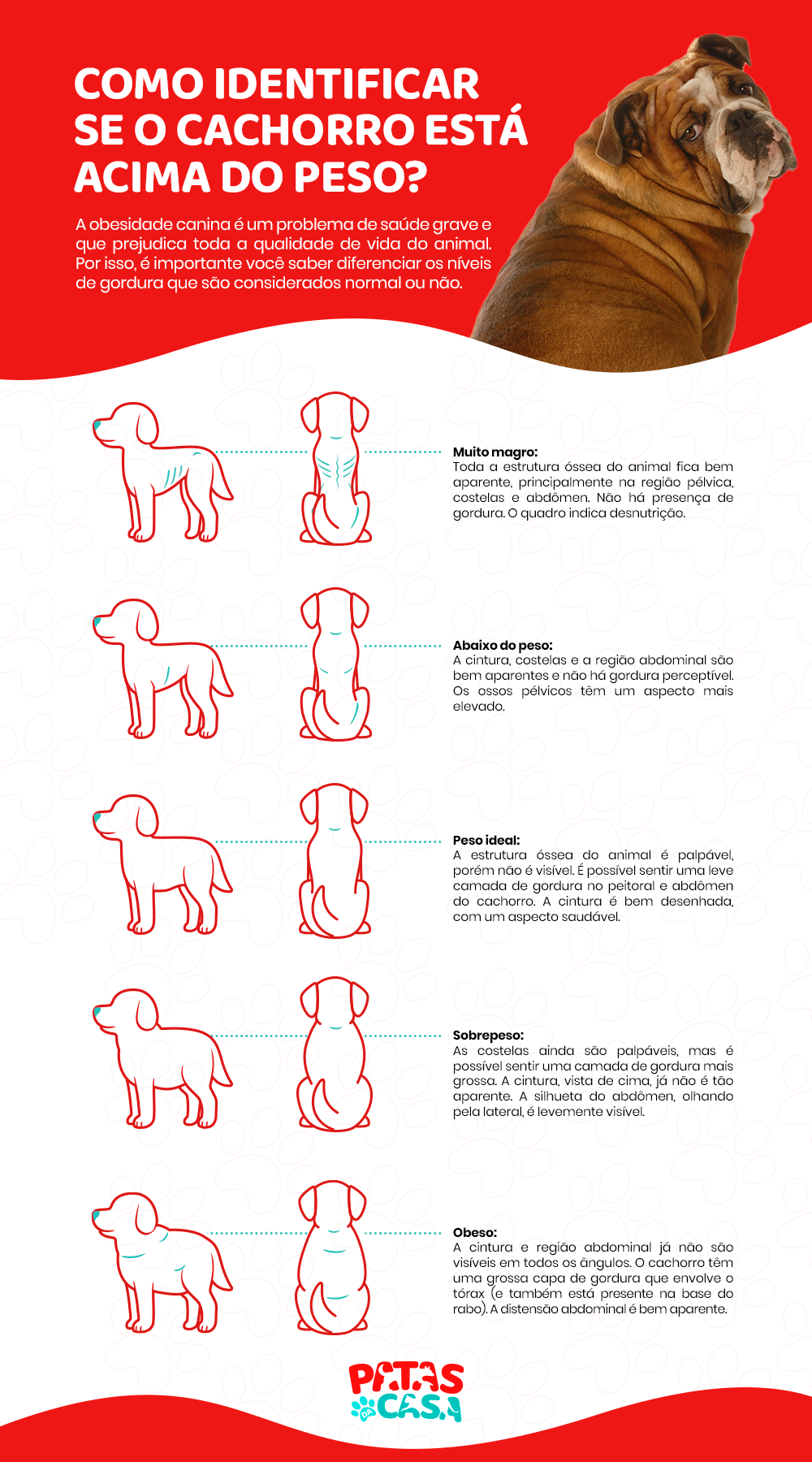  કેનાઇન ઓબેસિટી: ઇન્ફોગ્રાફિક તમને શીખવે છે કે મેદસ્વી કૂતરાને તંદુરસ્ત પ્રાણીથી કેવી રીતે અલગ પાડવો