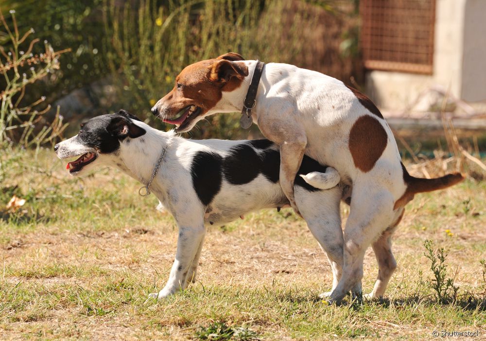  Σπέρμα σκύλου: κατανοήστε πώς λειτουργεί η εκσπερμάτωση του σκύλου