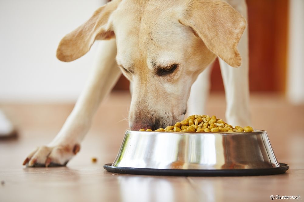  狗狗的肚子发出声音是健康问题的征兆吗？