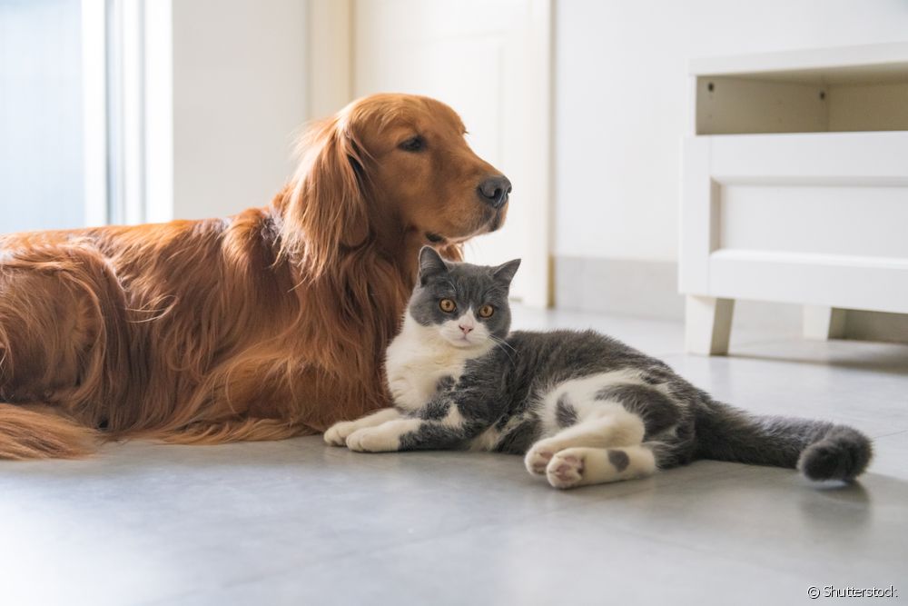  Kriptorhidizam kod pasa kod mačaka: što je to?