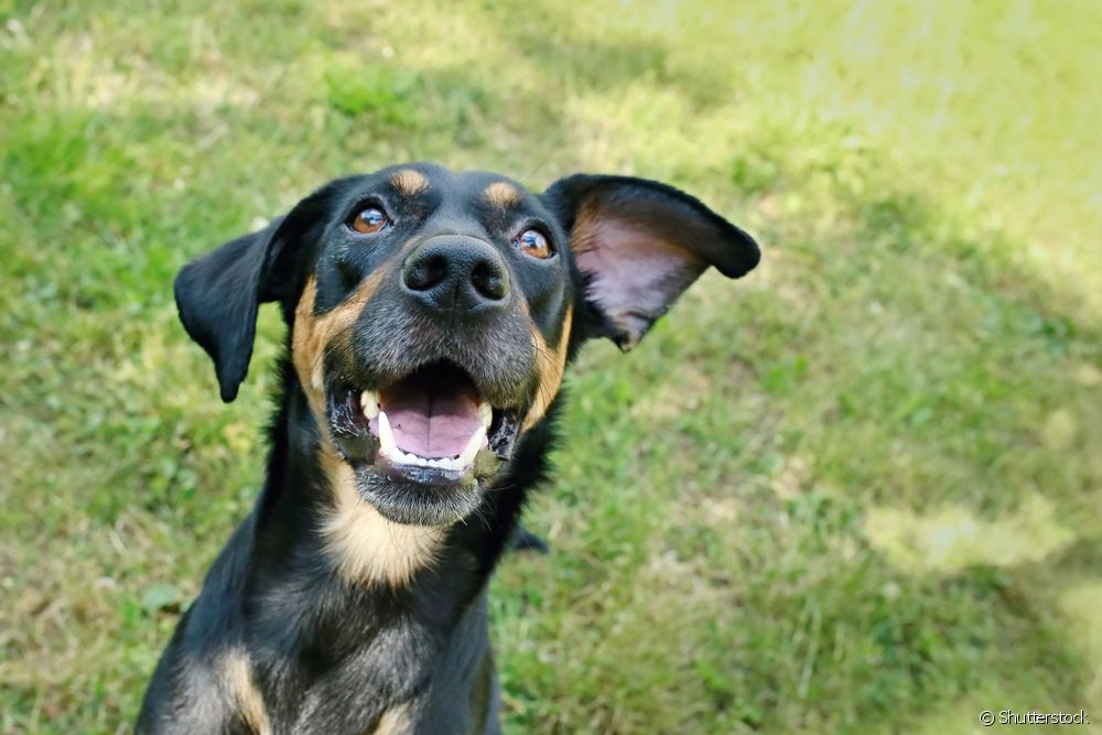  Viralata hond: 7 mythen en waarheden over de gezondheid van honden zonder vastomlijnd ras (SRD)
