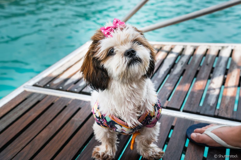  Намалява ли гримирането на кучетата през лятото топлината?
