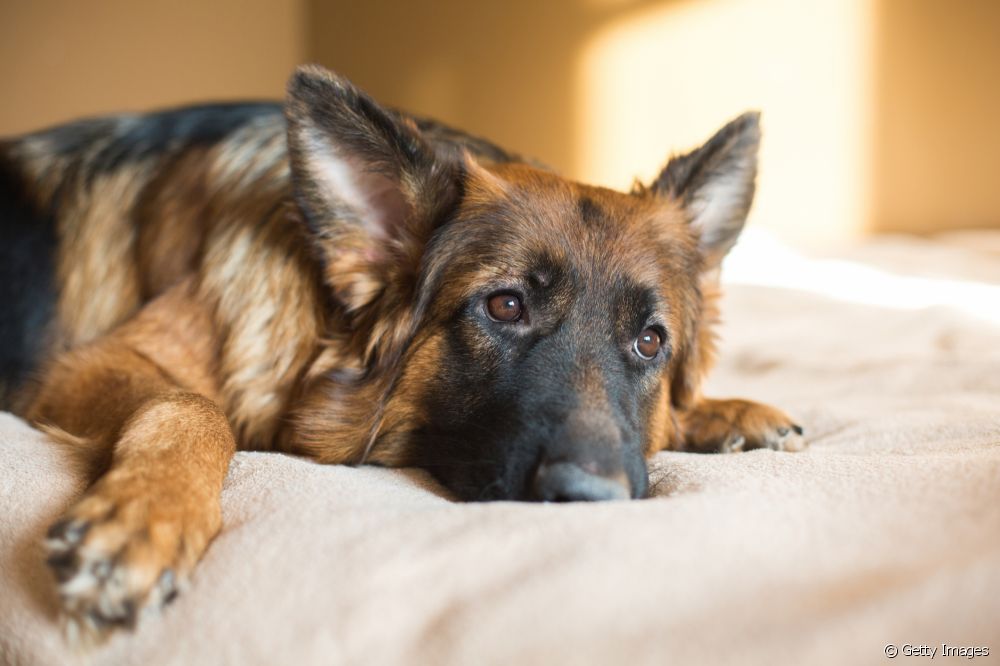  Dyrlæge viser symptomer på slagtilfælde hos hunde