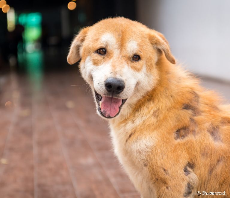  Sarcoptische schurft bij honden: leer alles over de variatie van de ziekte veroorzaakt door mijten
