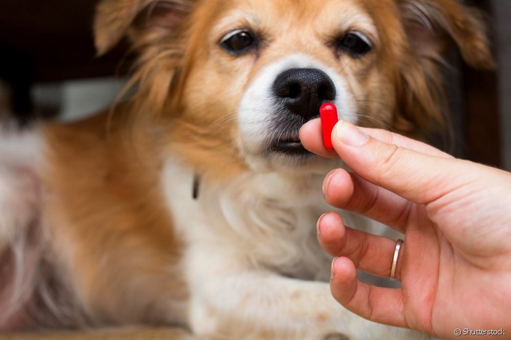  Antibiotik untuk anjing: dalam kes yang manakah ia benar-benar diperlukan?