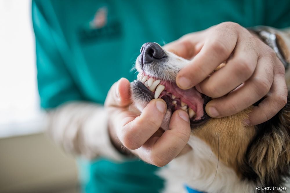  Tannstein hos hunder: alt du trenger å vite om sykdommen som påvirker hundenes tenner