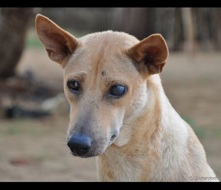  Glaukoma šunims: veterinarijos gydytojas oftalmologas paaiškina ligos ypatumus