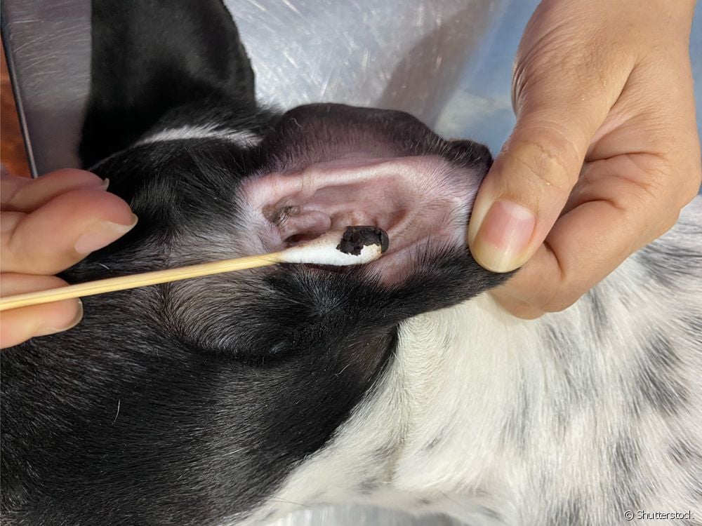  Czarna woskowina w uchu psa: co to może być?