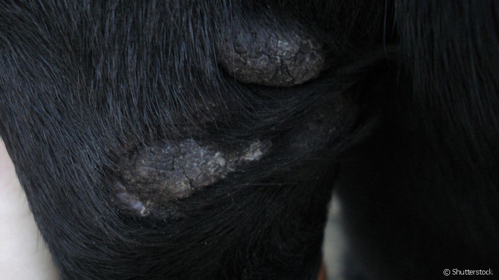  Hyperkeratose hos hunde: Veterinær dermatolog besvarer alle spørgsmål om hundesygdommen