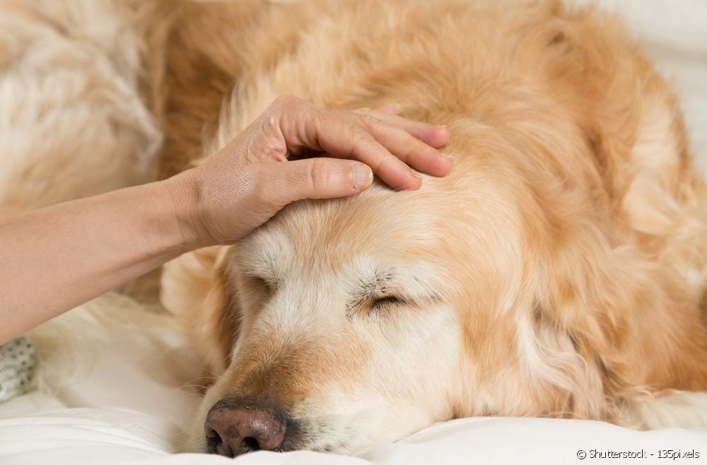  Лимфома у собак: какие породы более склонны к этому заболеванию?