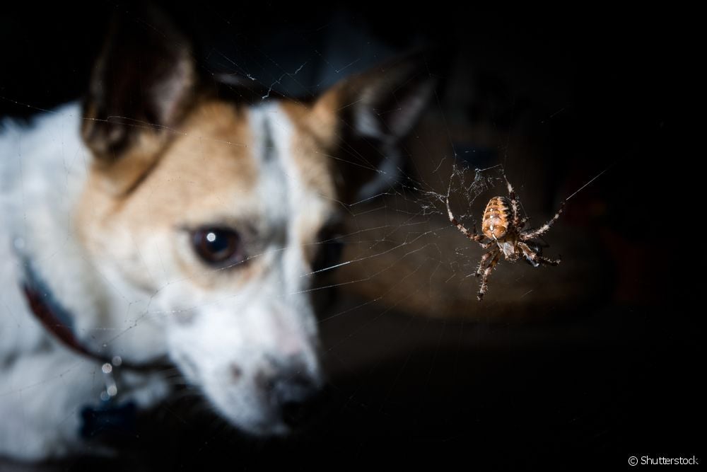  Ugrizi pajkov pri psih: kako preprečiti in kaj storiti takoj?