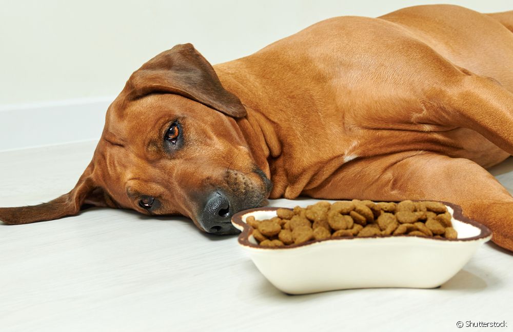  Reflux a kutyáknál: az állatorvos elmagyarázza az okokat és a problémával küzdő háziállatok gondozását