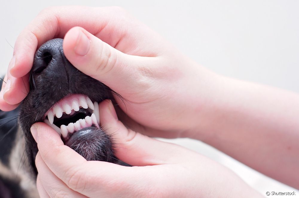  Har din hund bruxism? Veterinär förklarar mer om tandgnissling