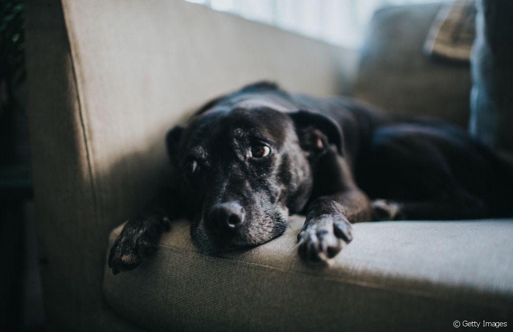  狗狗抑郁症：病因、最常见的症状和治疗方法是什么？